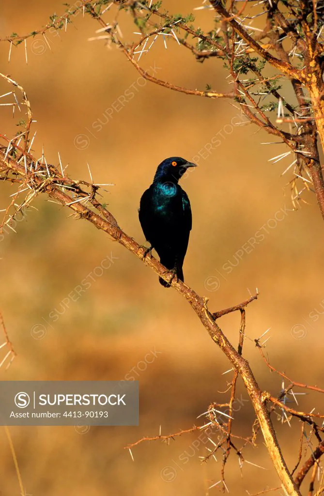 Greater blue-eared Starling on a branch Pilanesbergreserve