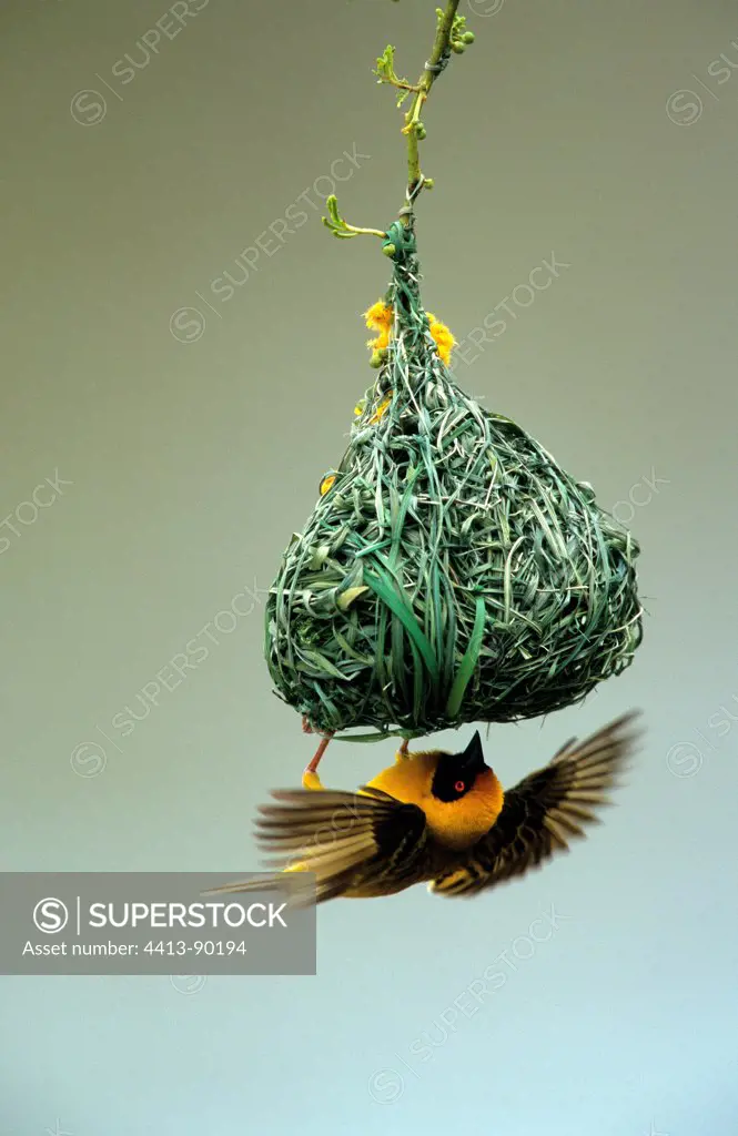 Southern Masked Weaver building a nest Pilanesbergreserve
