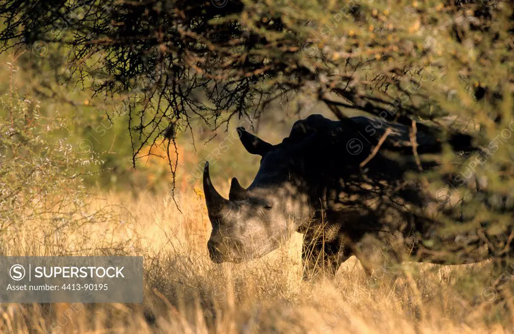 White Rhinoceros Reserve Pilanesberg South Africa