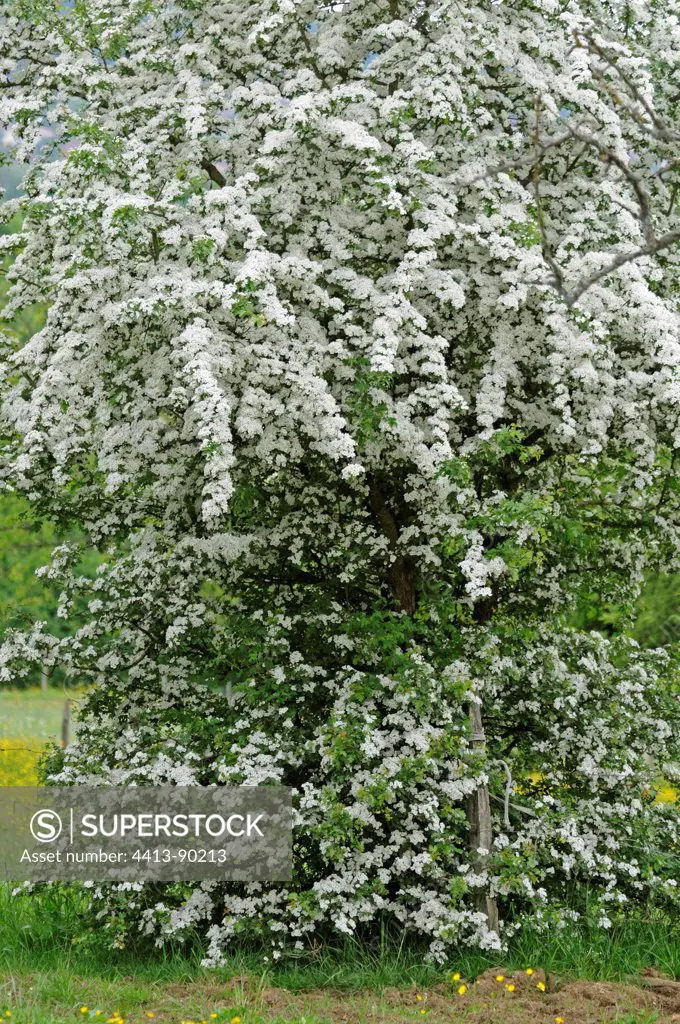 Smooth Hawthorn in bloom France