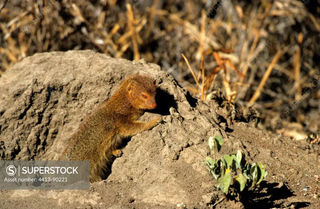 Slender Mongoose out of his den BorakalaloSouth Africa