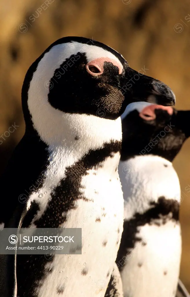 Portrait of Jackass Penguins Boulders Beach South Africa