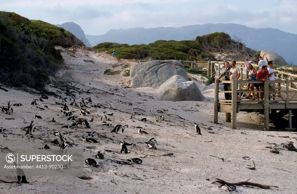 Observation Jackass Penguins Boulders Beach South Africa