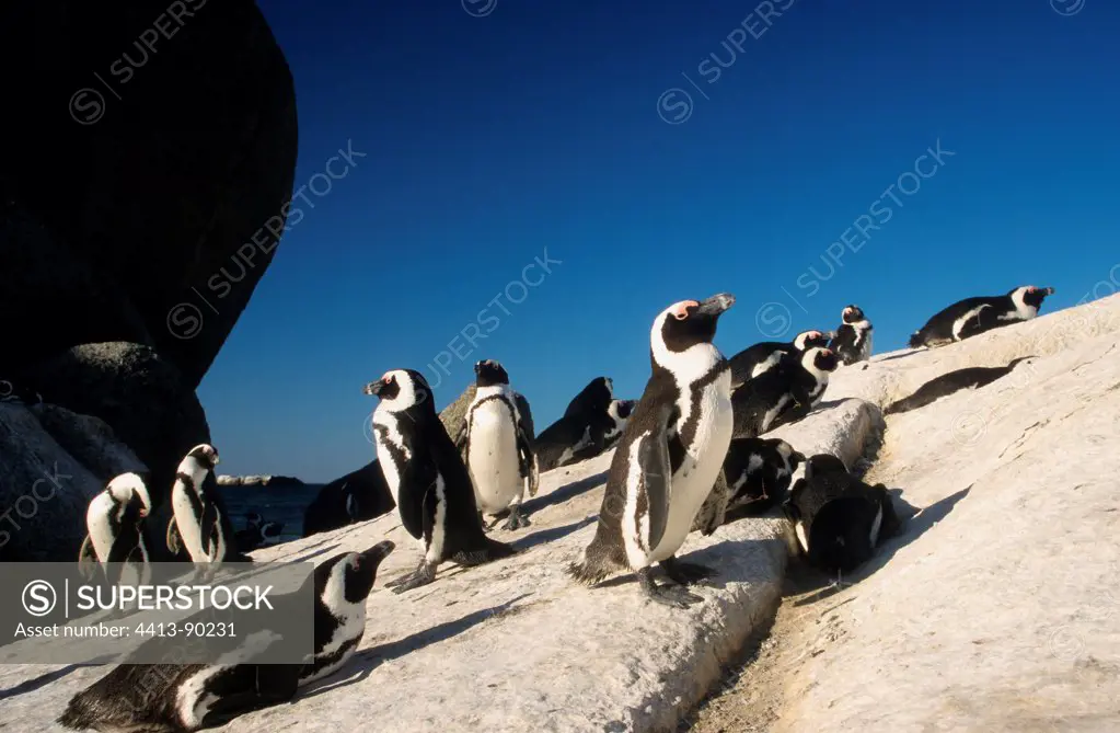 Jackass Penguins on rock Boulders Beach South Africa