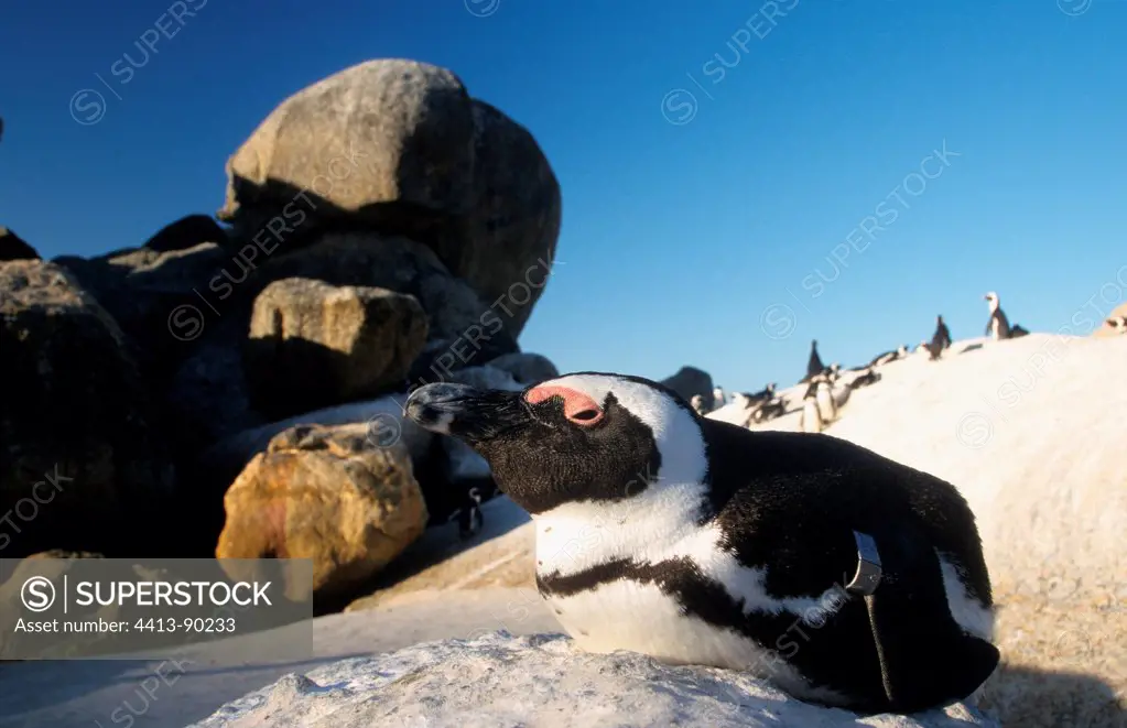 Jackass Penguin on rock Boulders Beach South Africa