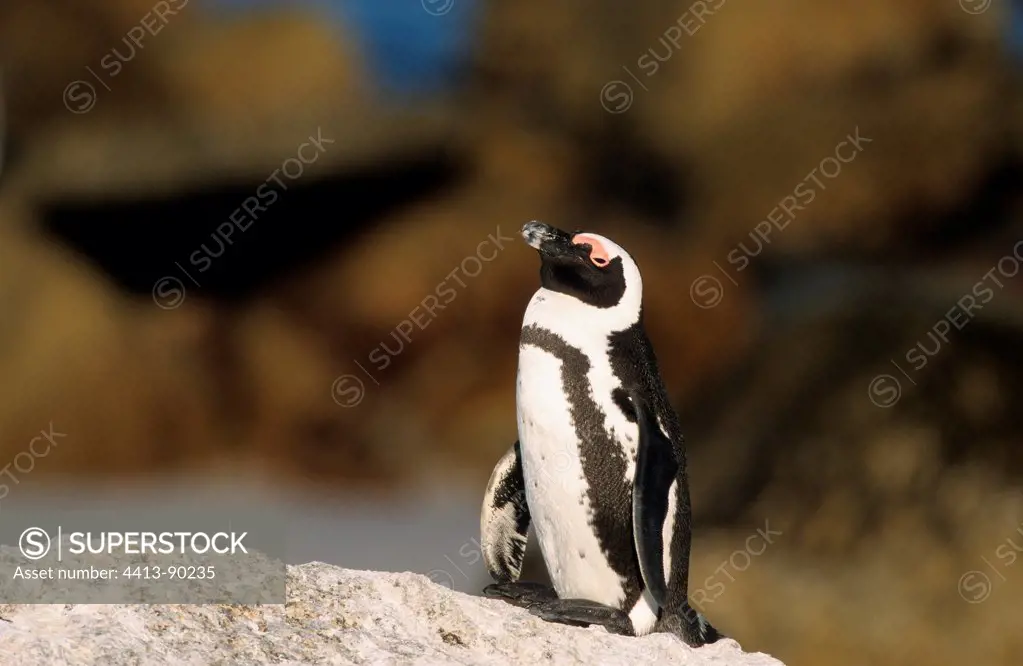 Jackass Penguin on rock Boulders Beach South Africa