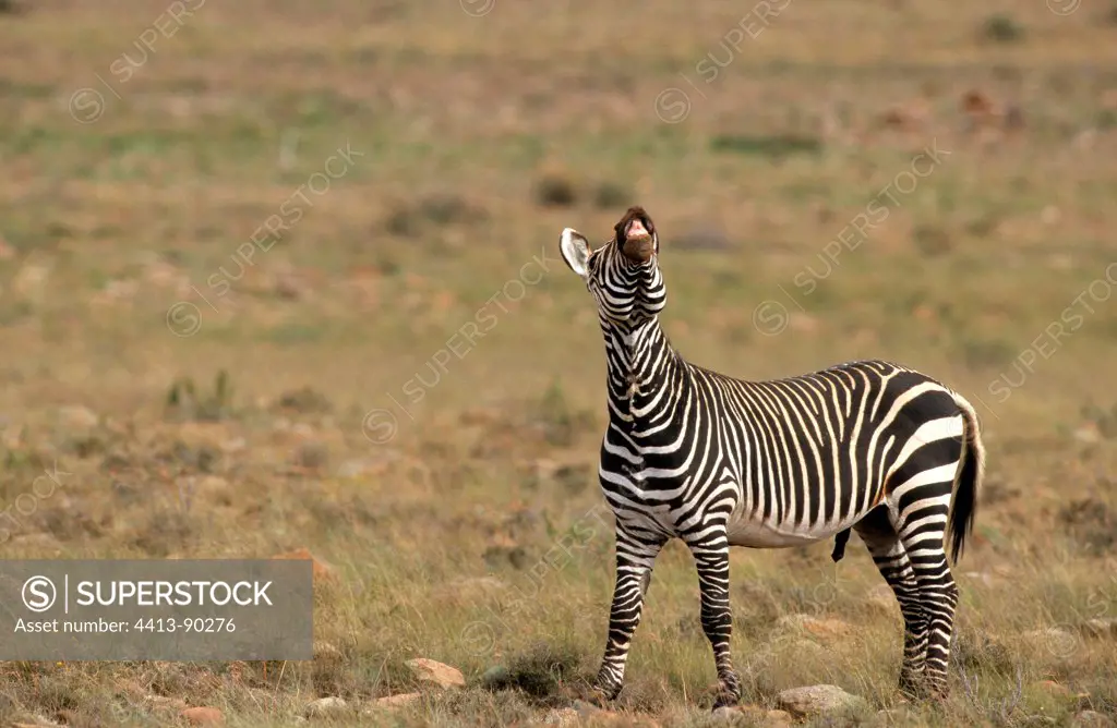 Male Zebra Cape rut Mountain Zebra South Africa