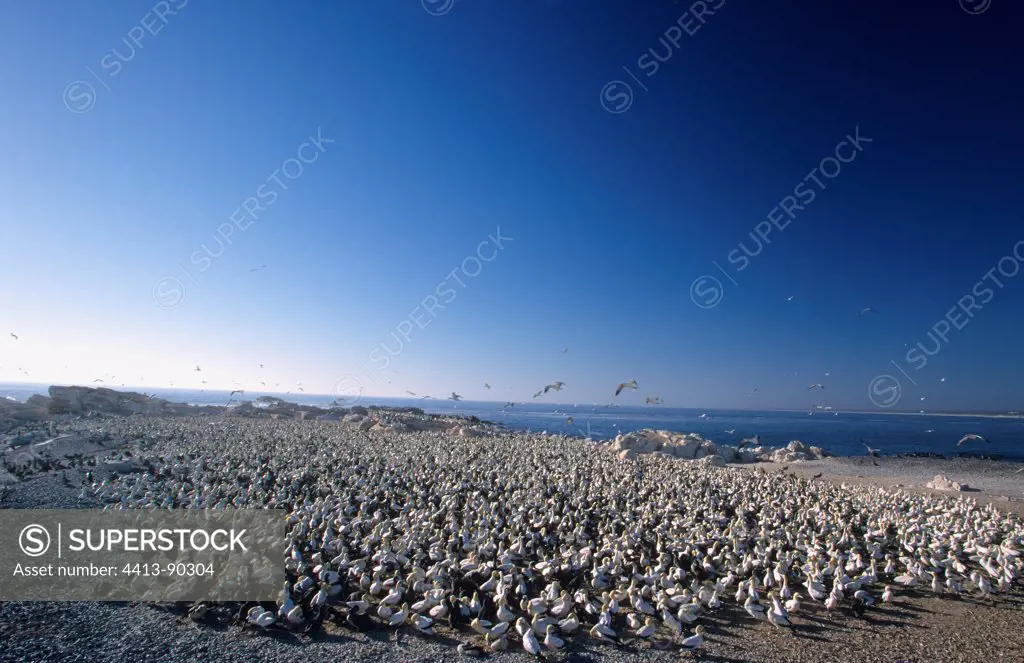 Cape Gannet colony Bird Island Nature Reserve Lamberts Bay