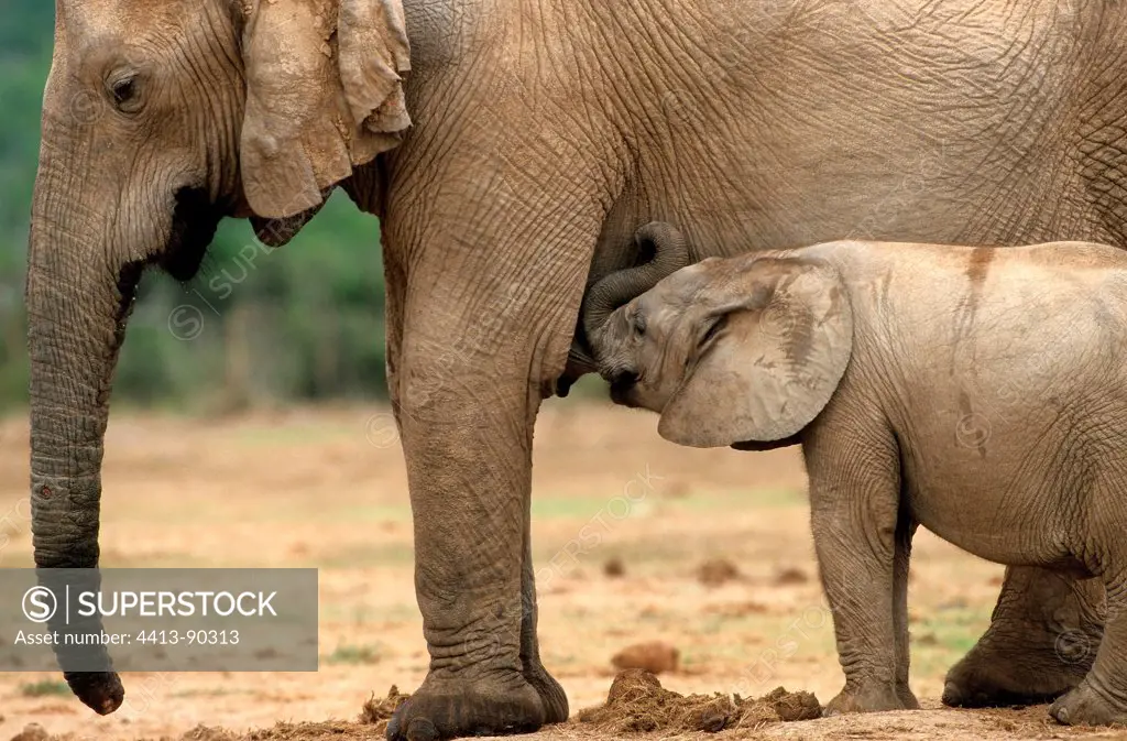 African elephant suckling her young Addo South Africa