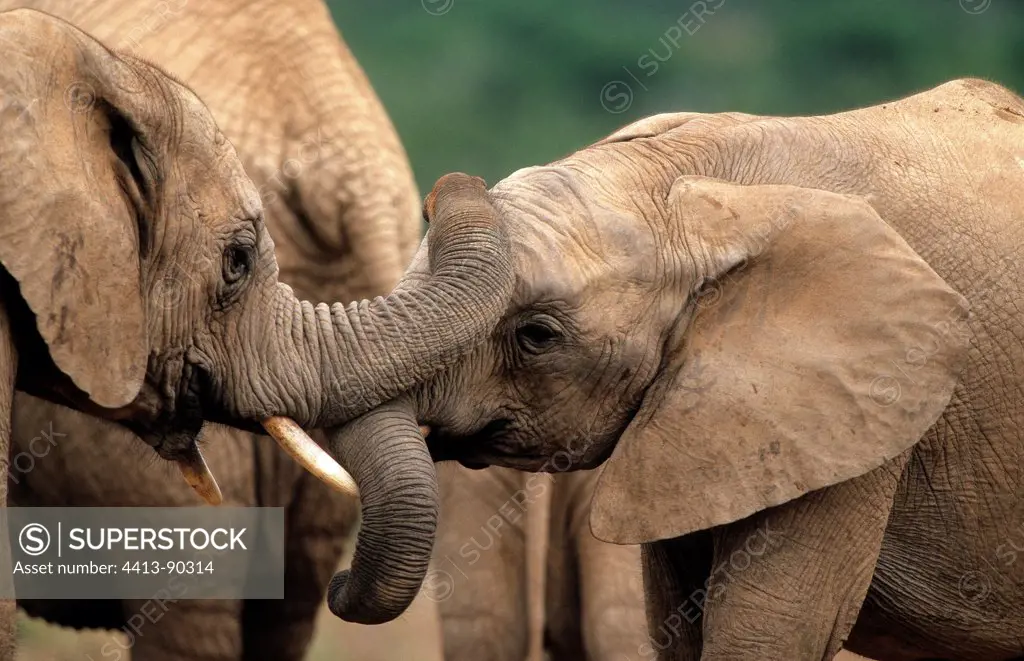 Young African elephants playing Addo South Africa