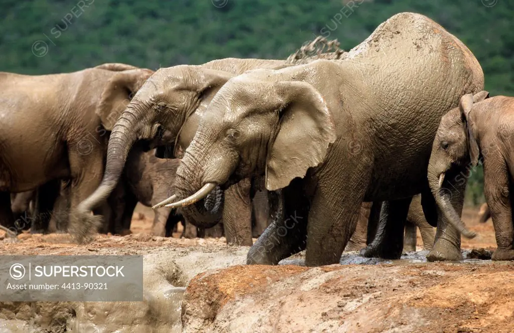 African elephants at the watering Addo South Africa