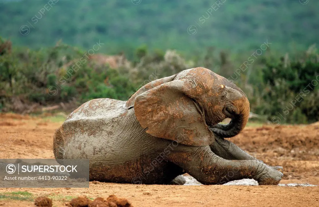 African Elephant taking a mud bath Addo South Africa