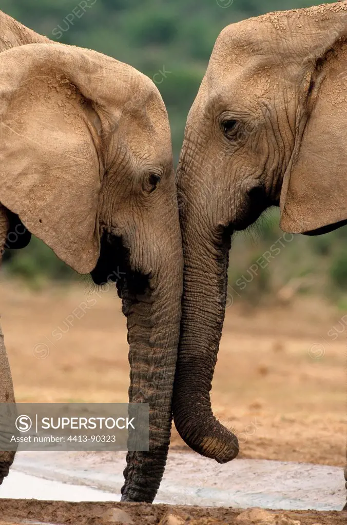 African elephants greeting Addo South Africa