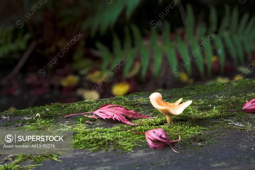 Small mushroom growing on a garden wooden bench