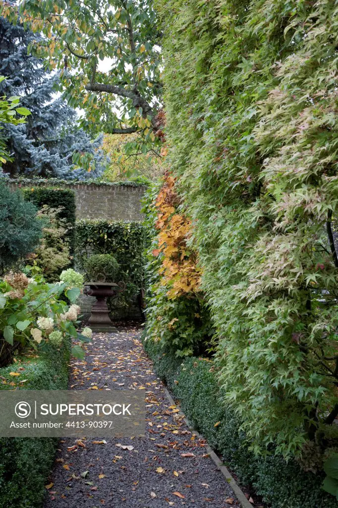 Garden path borded by maples and boxes in autumn