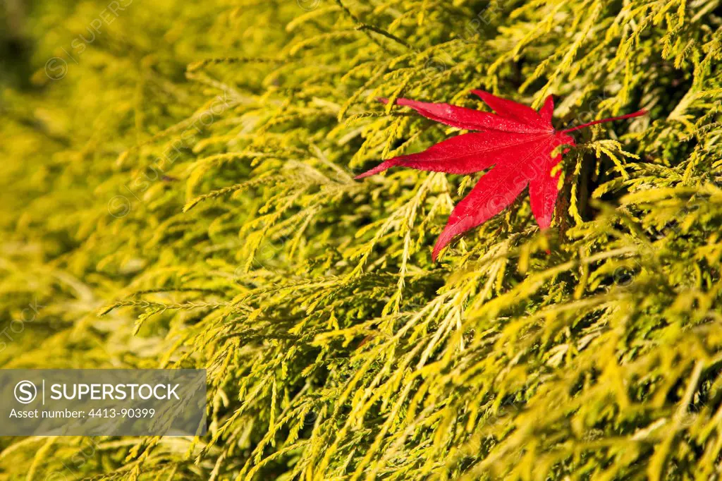 Japanese maple's leaf on a falsecypress in autumn