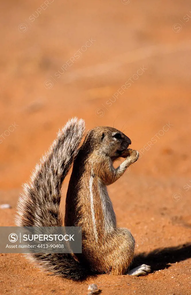 Ground Squirrels eating in the shadow of his tail Kgalagadi