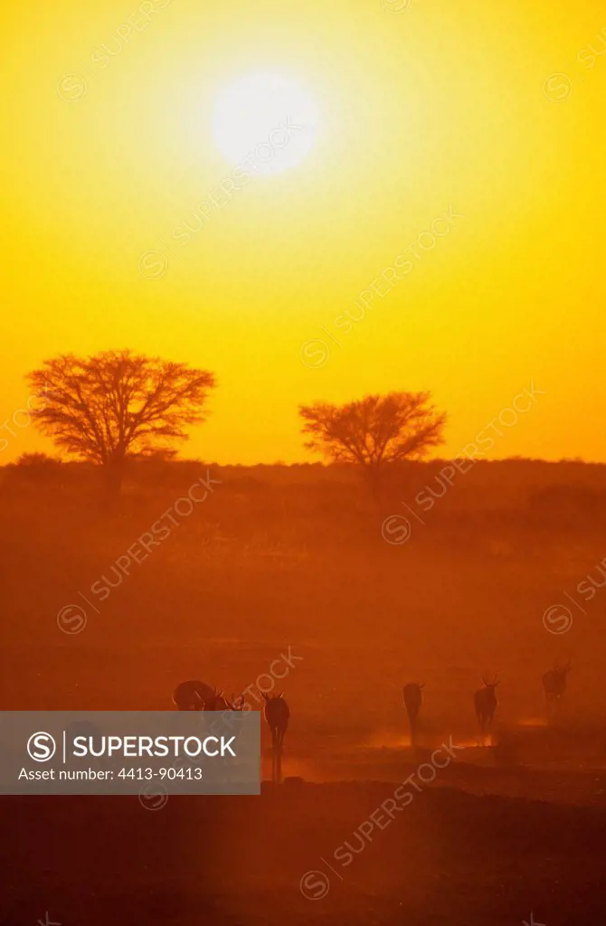 Springboks at sunset Kgalagadi South Africa