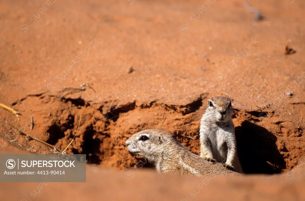 Cape ground squirrel out of burrow Kgalagadi South Africa