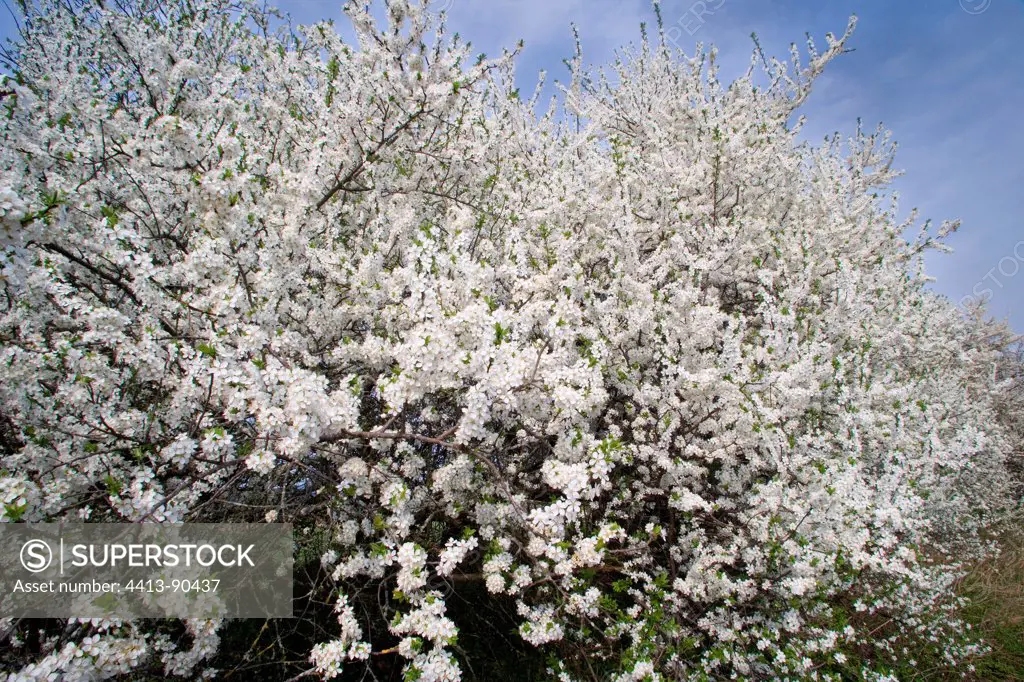 Blackthorn blossoms Alsace France