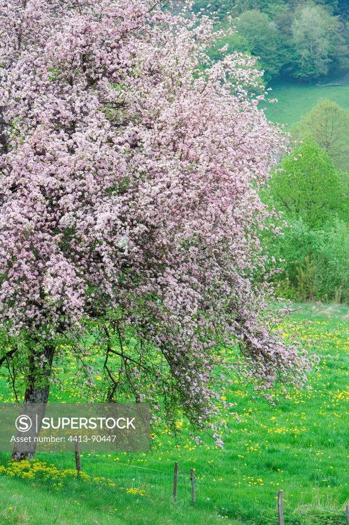 Apple blossoms Doller Valley Alsace France