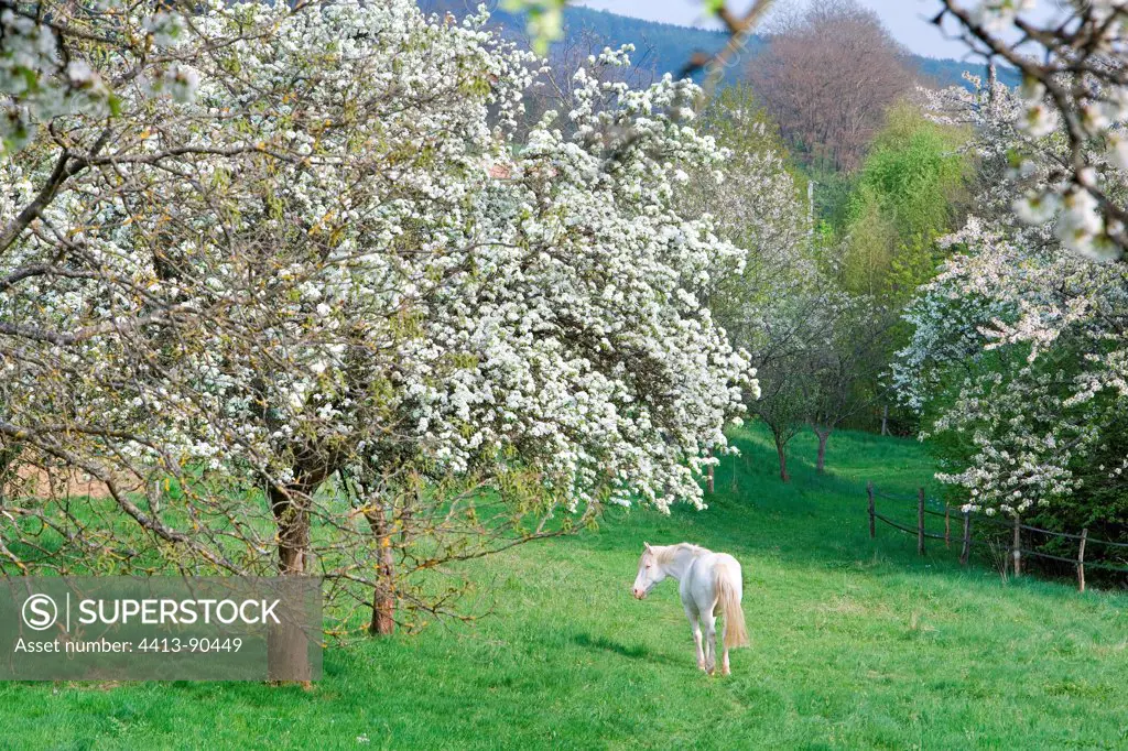 Horse in a Flowering Orchard Doller Valley Alsace France