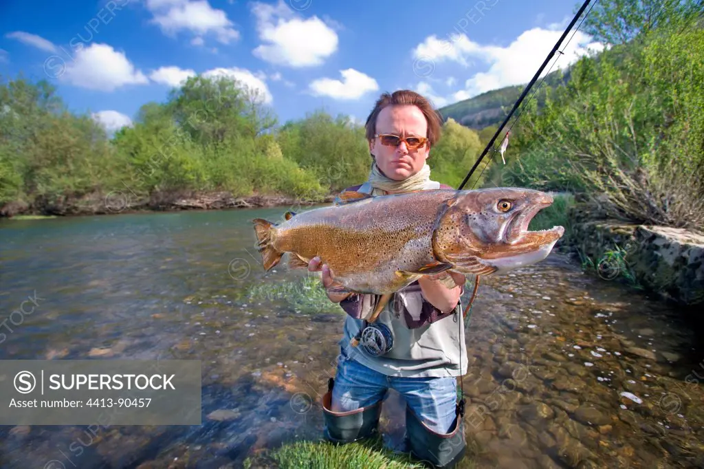 Very big wild trout taking fly Doubs Franche-Comte France