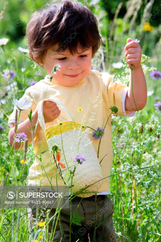 Boy picking flowers in a meadow flowers Franche-Comte