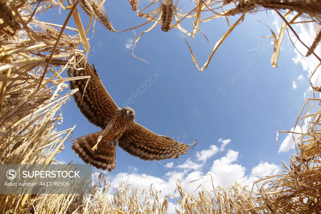 Montagu's Harrier female in approach to arise in nest