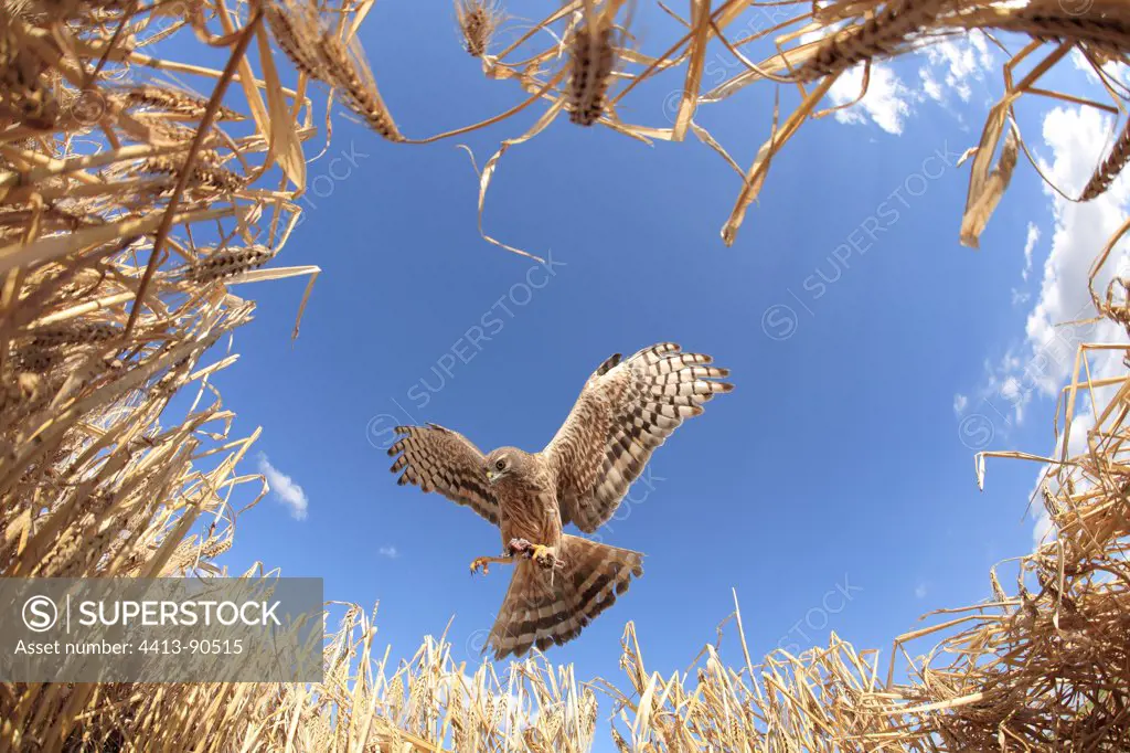 Montagu's Harrier female in approach to arise in nest