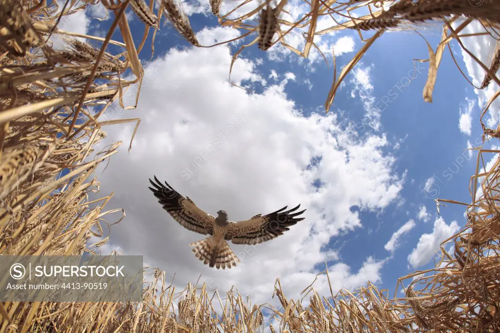 Montagu's Harrier male in approach to arise in nest France