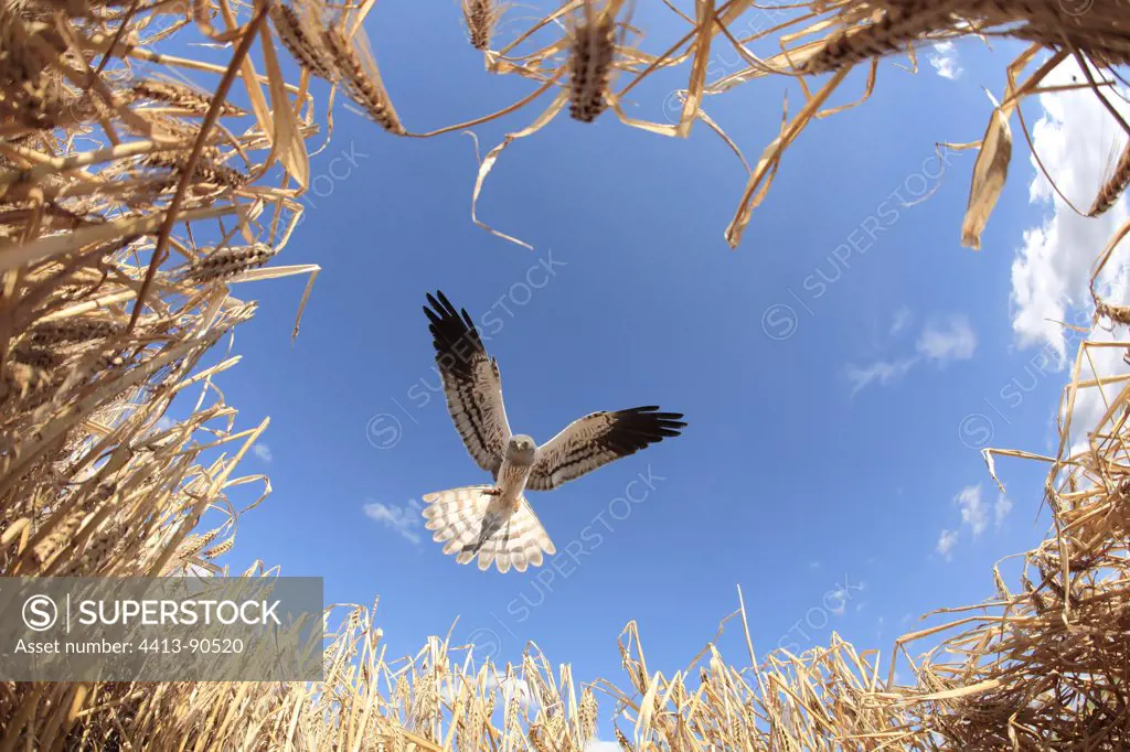 Montagu's Harrier male in approach to arise in nest France