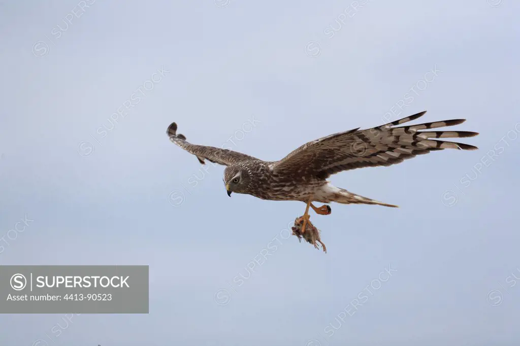 Hen Harrier female in approach to bring a prey in nest