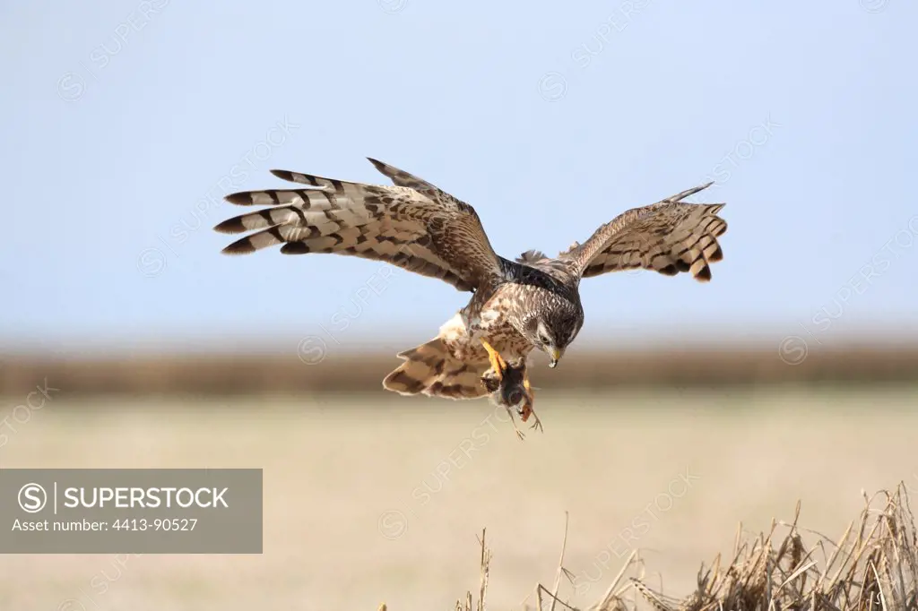 Hen Harrier female in approach to bring a prey in nest