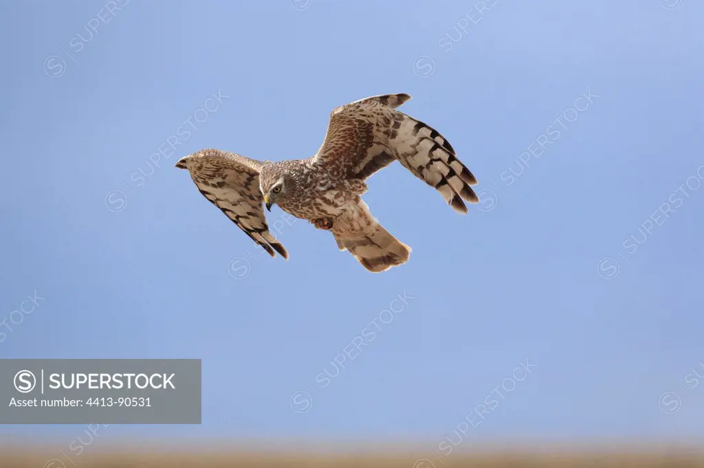 Hen Harrier female in approach to arrive at nest France
