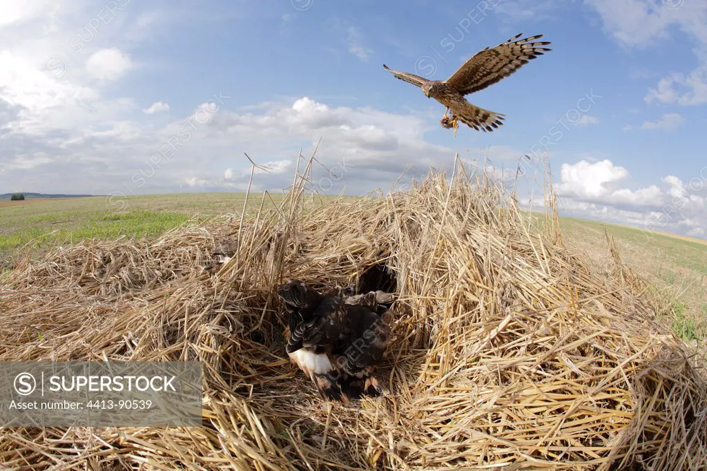 Hen Harrier female arriving at her protected nest