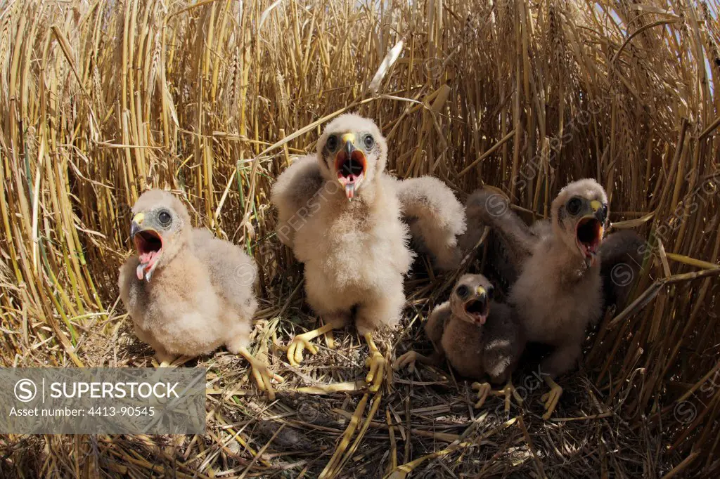 Montagu's Harrier chicks in their protected nest France