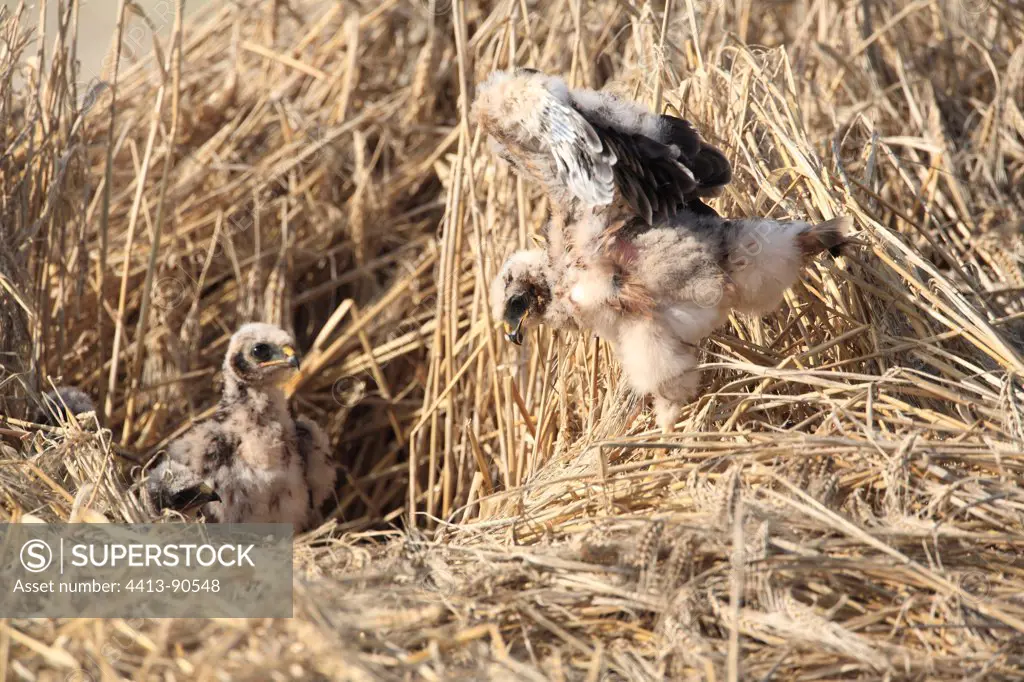 Montagu's Harrier chicks in their protected nest France