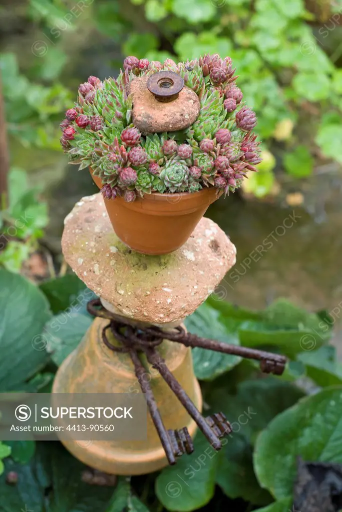 Succulent plant in a pot and old keys in a garden