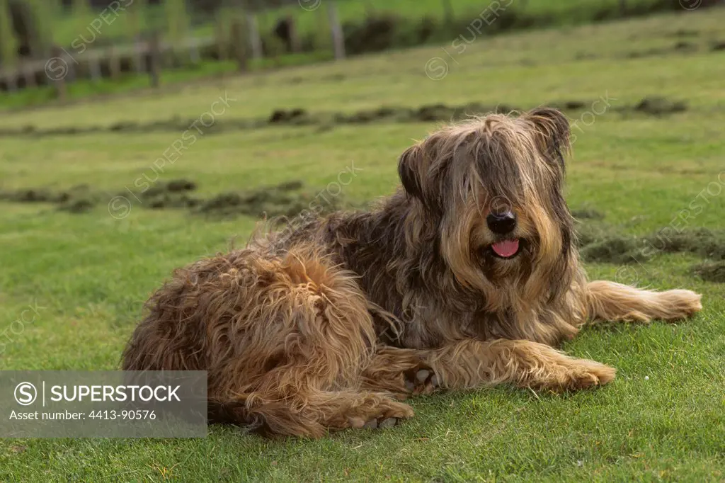 Briard lying in the grass