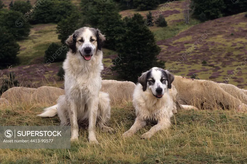 Pyrenean Mountains dogs guarding a herd Ardèche