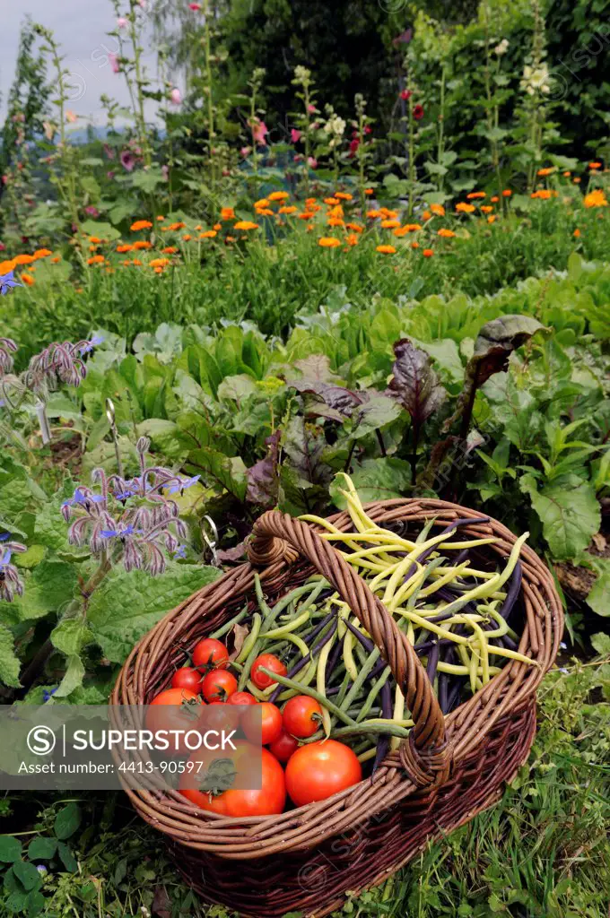 Basket of vegetables Borage Hollyhock and Marigold in bloom