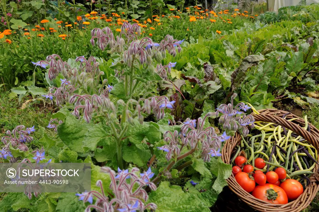 Basket of vegetables Borage and Marigold in bloom