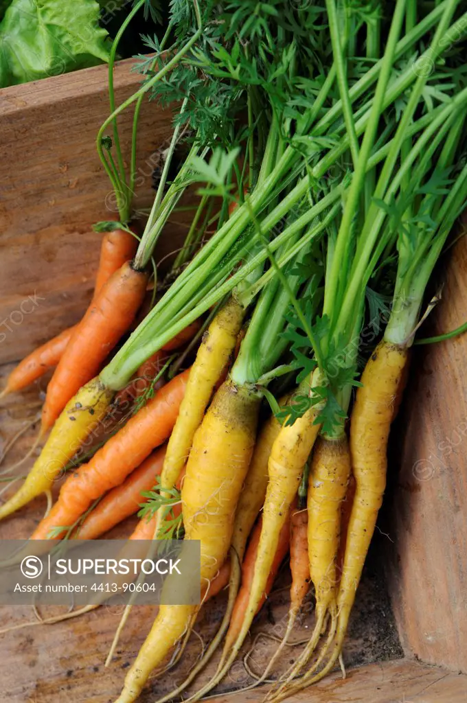 Carrots 'Jaune du Doubs' and 'Touchon' in a garden