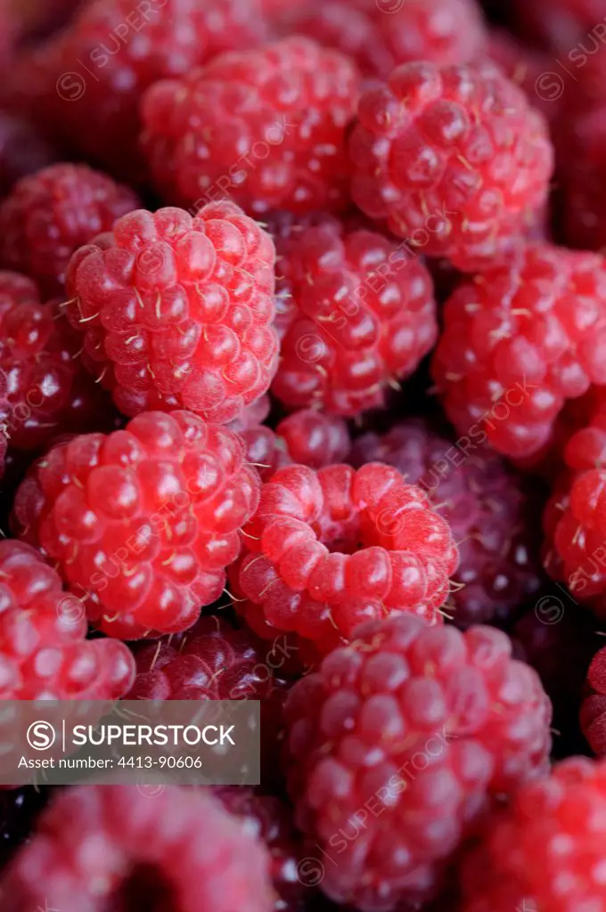 Raspberries picked in a garden in July in Belfast
