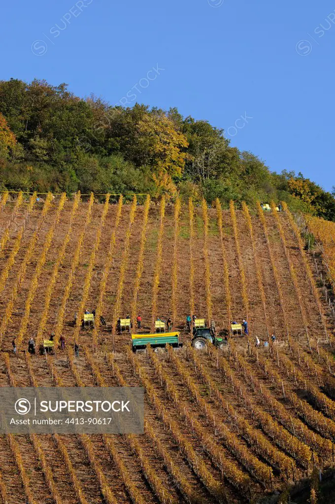 Harvest on steep slopes of Rangen at Thann Haut-Rhin