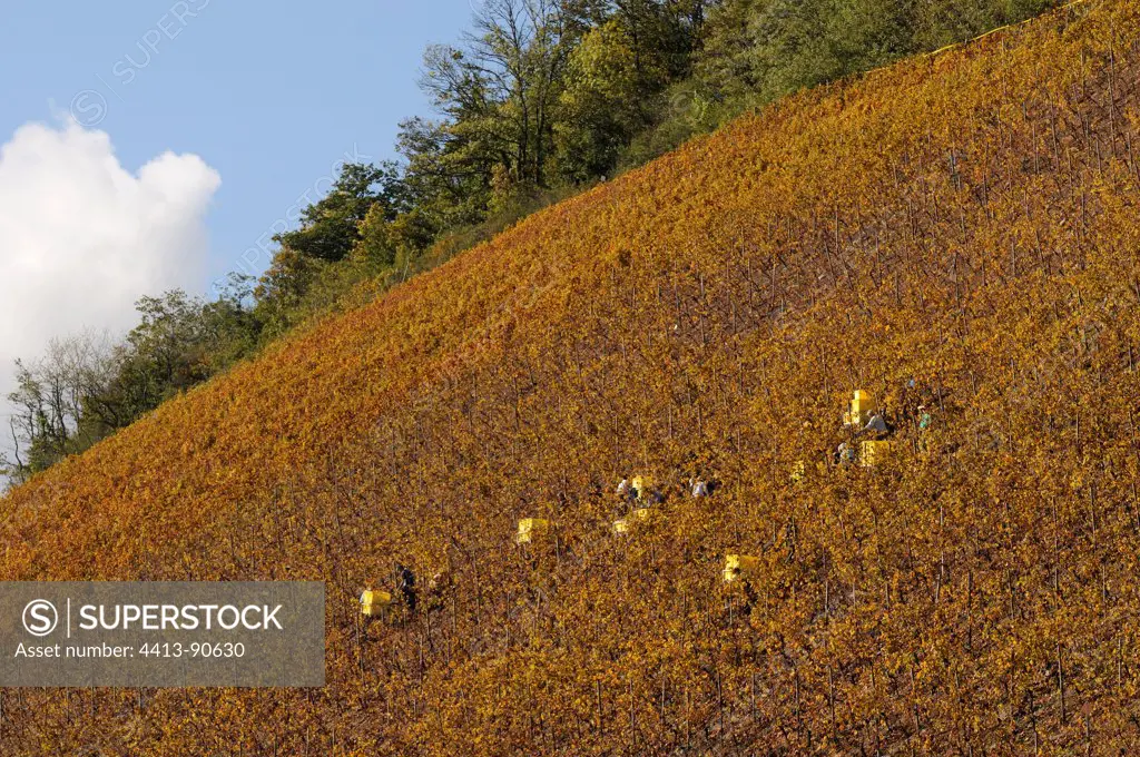 Harvest on steep slopes of Rangen in ThannHaut-Rhin