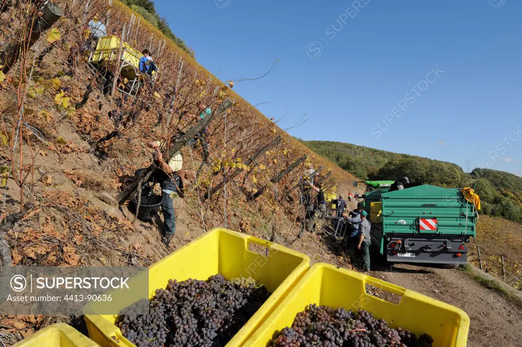 Harvest on steep slopes of Rangen in Thann Haut-Rhin