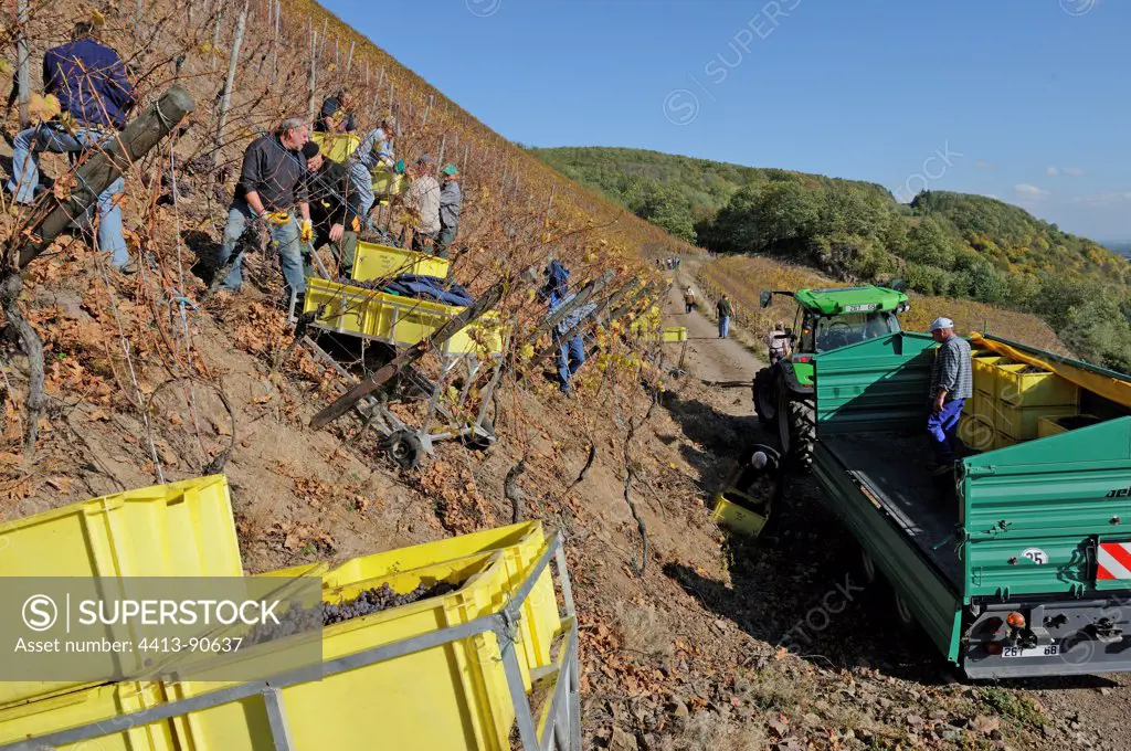 Harvest on steep slopes of Rangen in Thann Haut-Rhin