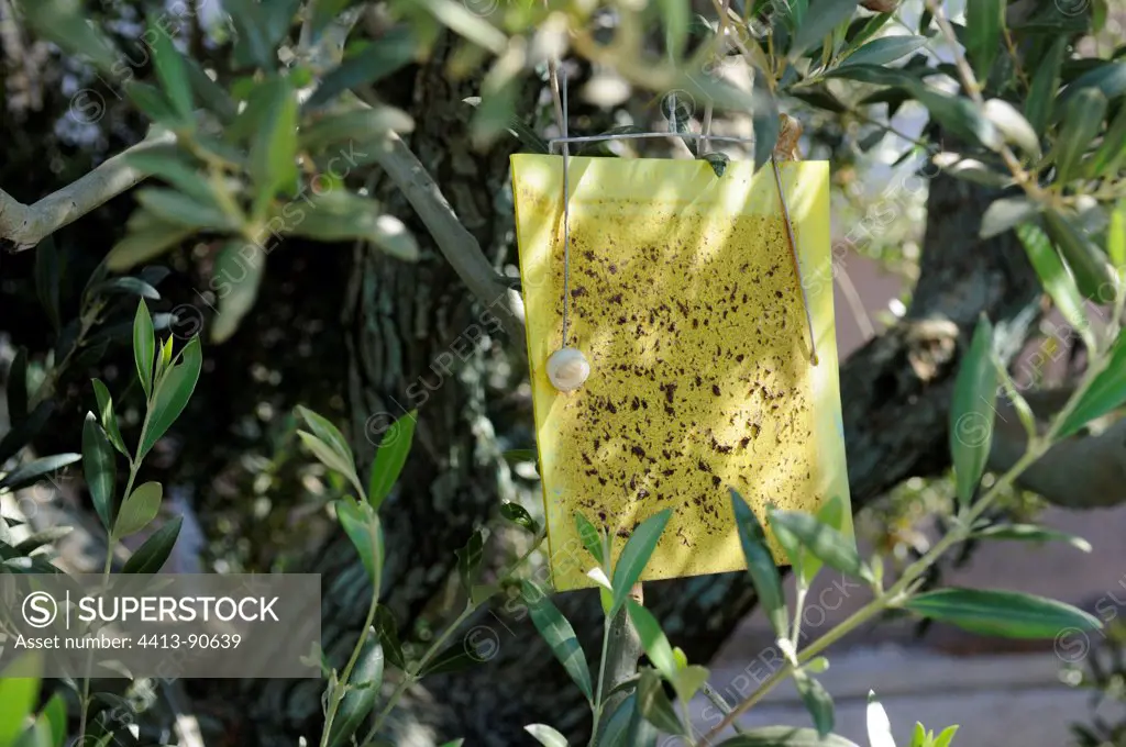 Trap for attracting males of the olive fly Var